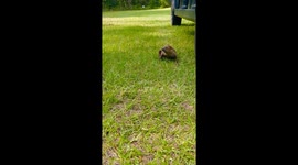 Adorable scene as baby sloth touches grass for first time
