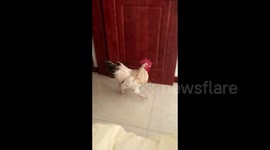 Pet Rooster's Wake-Up Call Delights Residents in Tangshan, China