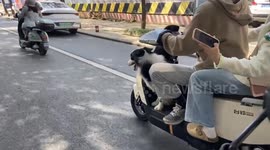 Border Collie Boosting a Motorised Bike Ride in Nanning, China
