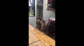 Pet dog stares intensely at itself in the mirror