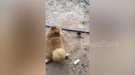 Curious Pomeranian puppy follows chick around backyard