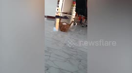 American bully puppy sleeps on back with legs spread-eagled