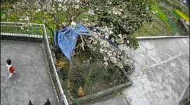 Cockerel attacks two-year-old girl for getting too close to hen house
