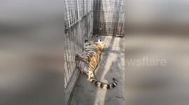 Tiny piglet cuddles up with tiger for afternoon nap at zoo