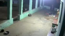 Wild elephant attacks pensioner, 70, in her home and injures two others