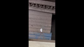 Resident uses lobster to retrieve fallen sock