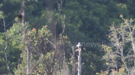 The Osprey in Indonesia