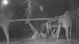 Giraffe gives birth to healthy baby at Chester Zoo in England