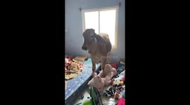 Cow causes chaos rummaging through family's bedroom