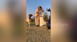 Herd of ghosts interrupt couple's wedding photo