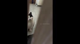 Kitten's purr sounds like its calling out 'mum' in Chinese