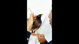 Talking myna bird mimics poem and calls to God in Iran