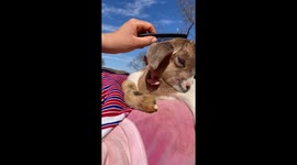 Combing a spoiled newborn goat in Chefchaouen, Morocco