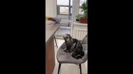 Playful parrot persists with uninterested cat