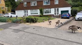 Residents plagued by geese invading their lawns