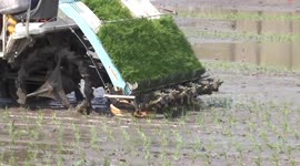 Sci-tech development empowers China's rural transformation