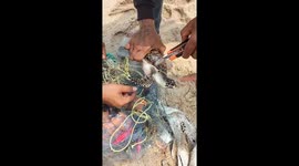 Fishermen rescue turtle caught in net