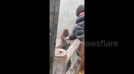 Monkey Accidentally Drops Snacks Given by Tourists in Sichuan, China