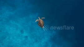 Lonely sea turtle swimming in wild in its natural habitat in crystal blue water on Bali island