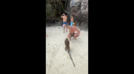 Troop of monkeys cling to tourists' legs in hunt for food on Thai island