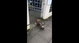 Persistent pup puzzles over stick dilemma