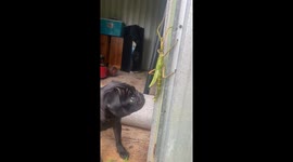 Man and his dog encounter HUGE stick insect in backyard