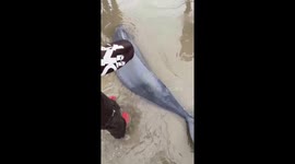 Hundreds of people participated in rescuing 19 stranded dolphins at the beach in Vietnam