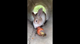 Bunny munches on crunchy carrot inside concrete pipe