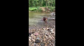 Dog pulls toddler to safety when he thinks she's drowning