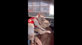 Pet dog lies on top of his friend during car journey