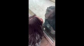 Chimp repeatedly kisses zoo visitor though glass