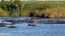 Wild hippos swimming in the river in Tanzania national safari park. Hippopotamus in their natural habitat