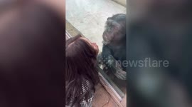 Funny moment chimp repeatedly kisses woman through glass