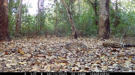 Jaguar Breastfeeding Her Cubs in the Pantanal of MT, Brazil