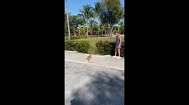 Iguana Has a Strong Whip