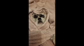 Three Dog Noses Under a Blanket