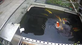 Stunning koi fish wows spectators with mesmerising 'water ballet' in pond