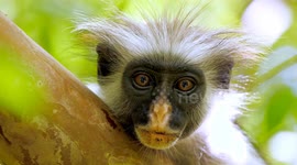 Сolobus pickaxe portrait in jungle forest of Tanzania. Animals in their natural habitat
