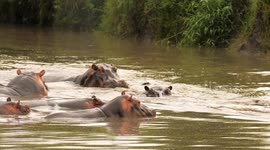 Wild hippos swimming in the river in Tanzania national safari park. Hippopotamus in natural habitat