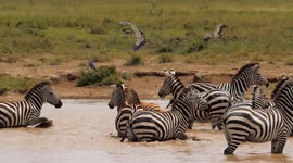 Herd of frighten wild zebra running across the river. African safari in Serengeti, Tanzania. Animals in their natural habitat