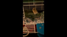 Fast and the Furriest Hamster