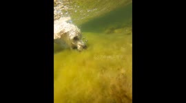 The Little Furmaid