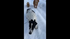 Patient Dogs Wait Like Statues