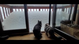 Cat Attempts Snow Pile Jump