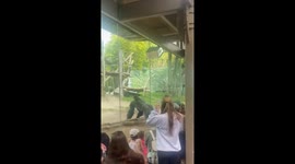 Gorillas at Play Jumping, Throwing, and Tarzan Calling