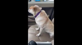 My dog is very nervous for her annual vet visit.