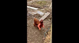 Hen Sports New Appendages