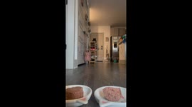 Two Cats Come In Racing for Dinner