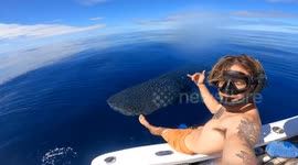 Diver swims alongside curious whale shark off Australian coast