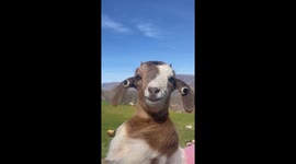 Baby Goat Wears Clip-On Earrings